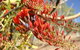 Olive Pink Botanic Garden - thumb 0