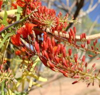 Olive Pink Botanic Garden - Lismore Accommodation