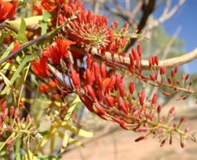 Olive Pink Botanic Garden - Lismore Accommodation 0