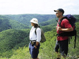 Sunshine Coast Hinterland Great! Walk - Lismore Accommodation 0