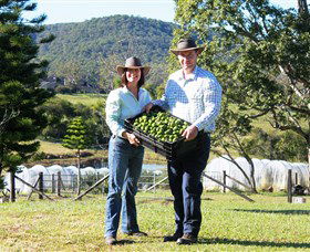 Hinterland Feijoas - Lismore Accommodation 0
