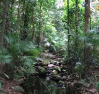 Mossman Gorge Rainforest Circuit Track Daintree National Park - Lismore Accommodation