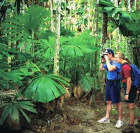 Mount Sorrow Ridge Trail Daintree National Park - Lismore Accommodation