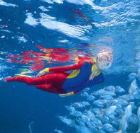 Great Detached Reef Dive Site - Lismore Accommodation