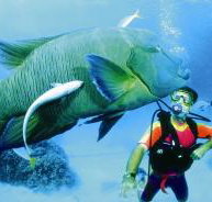 Turtle Bay Dive Site - Lismore Accommodation
