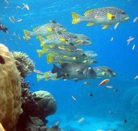 Coral Gardens Dive Site Flynn Reef - Lismore Accommodation