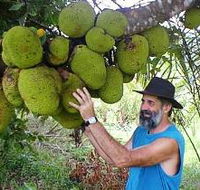 Cape Trib Exotic Fruit Farm - Lismore Accommodation