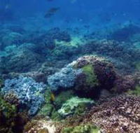 Hoffman's Rocks Dive Site - Lismore Accommodation