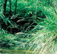 Lerderderg State Park - Lismore Accommodation