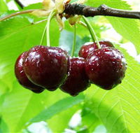Red Hill Cherry Farm - Lismore Accommodation