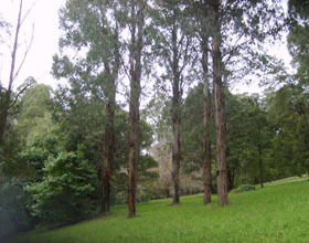 Mount Dandenong Arboretum - Lismore Accommodation 0