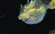 Mushroom Reef Marine Sanctuary - thumb 0