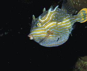 Mushroom Reef Marine Sanctuary - Lismore Accommodation 0