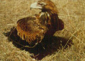 Long Forest Nature Conservation Reserve - Lismore Accommodation 0