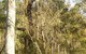 Warby-Ovens National Park - thumb 0