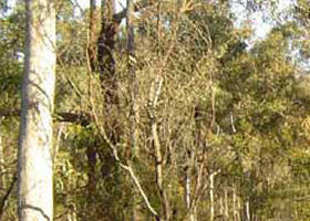 Warby-Ovens National Park - Lismore Accommodation 0