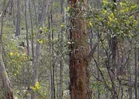 Heathcote-Graytown National Park - Lismore Accommodation 0