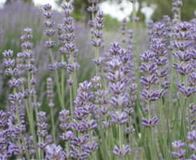 Warratina Lavender Farm - Lismore Accommodation 0