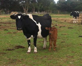 Animal Land Children's Farm - Lismore Accommodation 0