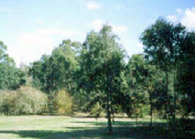 Sweeneys Flat - Lismore Accommodation 0