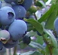 Tuckerberry Hill - Lismore Accommodation