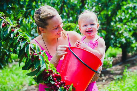 Cherryhill Orchards - Lismore Accommodation 0