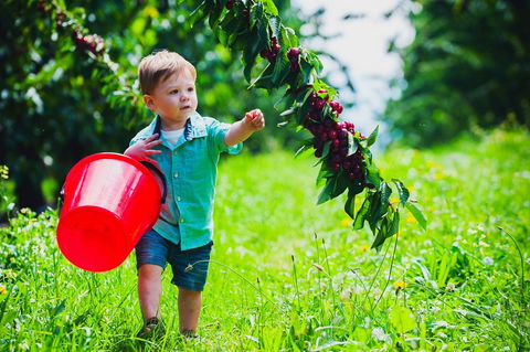 Cherryhill Orchards - Lismore Accommodation 2