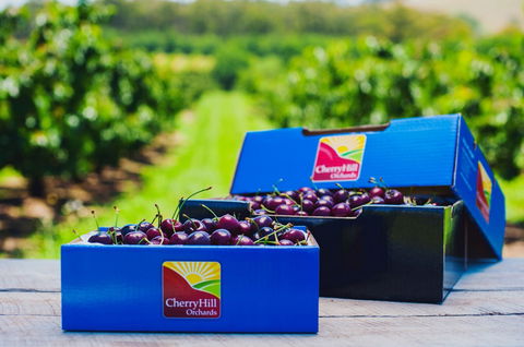 Cherryhill Orchards - Lismore Accommodation 3