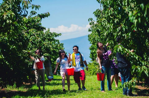 Cherryhill Orchards - Lismore Accommodation 4