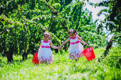 Cherryhill Orchards - Lismore Accommodation 6