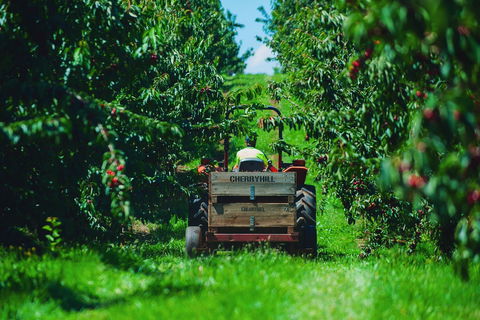 Cherryhill Orchards - Lismore Accommodation 7