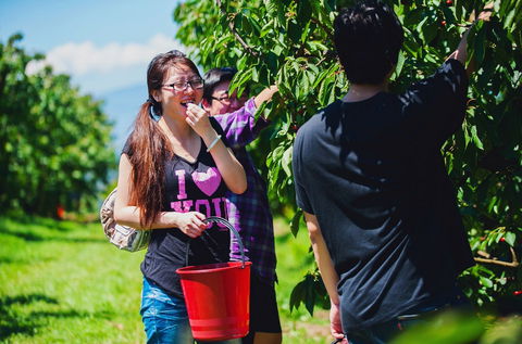 Cherryhill Orchards - Lismore Accommodation 9