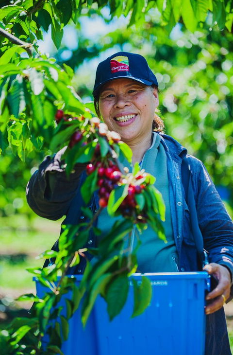 Cherryhill Orchards - Lismore Accommodation 11