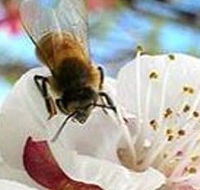 Clayridge Honey - Lismore Accommodation
