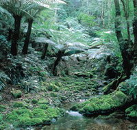 Deua National Park - Lismore Accommodation