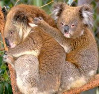 Shoalhaven Zoo - Lismore Accommodation