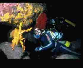 Solitary Islands Marine Park - Lismore Accommodation 0