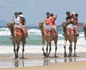 Camel Rides With Coffs Coast Camels - Lismore Accommodation 0