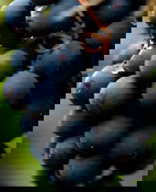 Moorbel NSW Lismore Accommodation