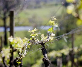 Mount Cole WineWorks - Lismore Accommodation 0