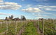 Rowanston On The Track Winery & Bed And Breakfast - thumb 1