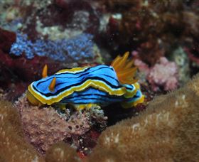Coral Gardens Dive Site Mooloolaba - Lismore Accommodation 1