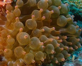 Coral Gardens Dive Site Mooloolaba - Lismore Accommodation 0