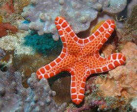 Coral Gardens Dive Site Mooloolaba - Lismore Accommodation 3