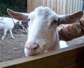 Drysdale Cheeses - Lismore Accommodation 0
