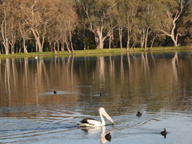 Drysdale Cheeses - Lismore Accommodation 7