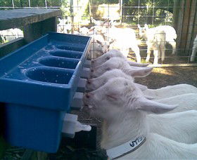 Drysdale Cheeses - Lismore Accommodation 9