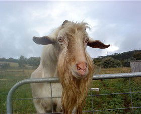 Drysdale Cheeses - Lismore Accommodation 16
