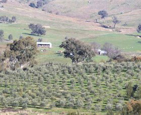 Wymah Organic Olives And Lambs - Lismore Accommodation 0