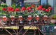 Van Loon's Nursery - thumb 0
